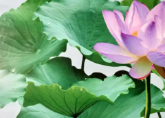 UV卷材打印机，UV机展示机，正常打图，送货安装有售后
